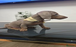 Dachshund dogs for sale: Miniature dachshund - Image 4