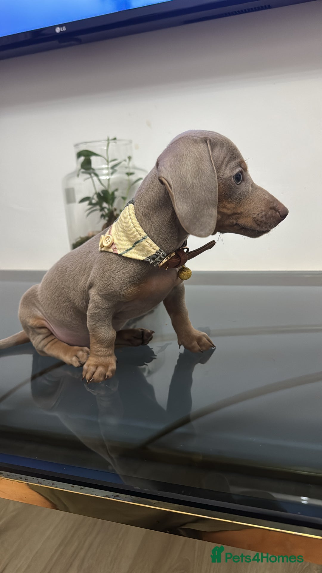 Dachshund dogs for sale: Miniature dachshund - Image 4