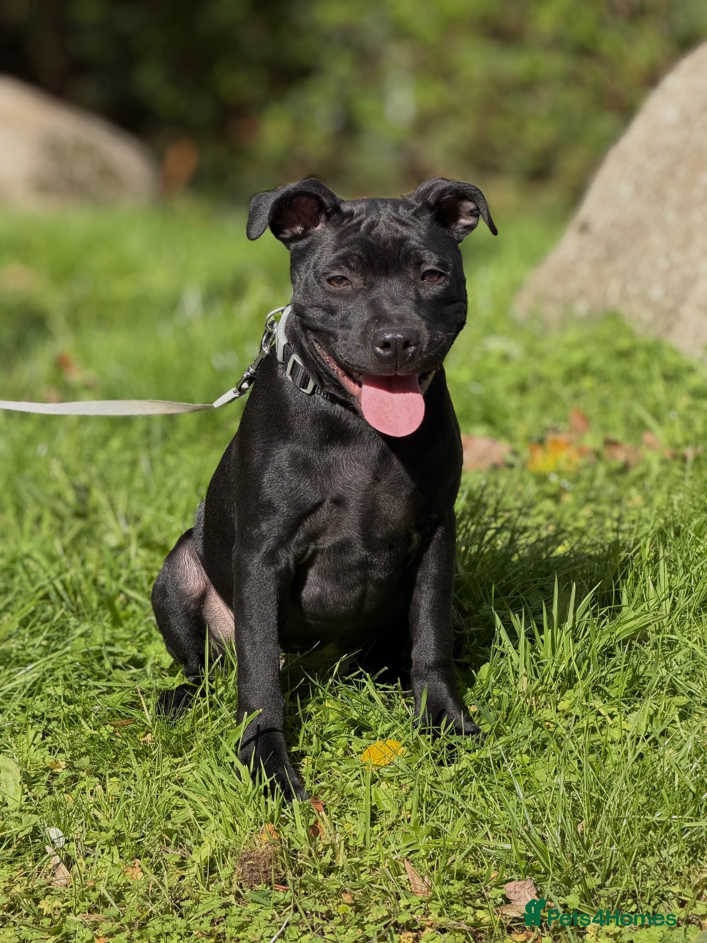 Staffordshire Bull Terrier dogs Health Tested KC Staffordshire Bull Terriers - Advert 1