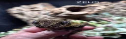 Mixed Breed reptiles for sale: Reptile collection up for sale - Advert 5