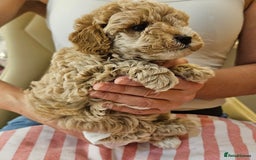 Cockapoo dogs for sale: Beautiful Toy f2 Cockapoos  - Image 14