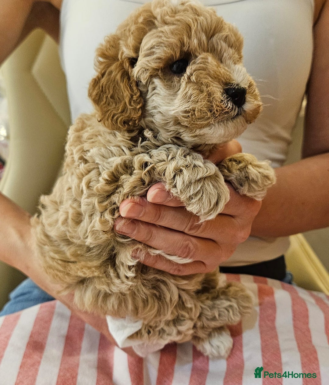 Cockapoo dogs for sale: Beautiful Toy f2 Cockapoos  - Image 14