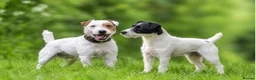 Jack Russell dogs for sale: ❤️Beautiful Traditional Jack Russell puppies❤️  - Advert 1