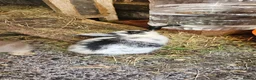 Mixed Breed rabbits for sale: They are mix rex and Dutch  - Advert 22