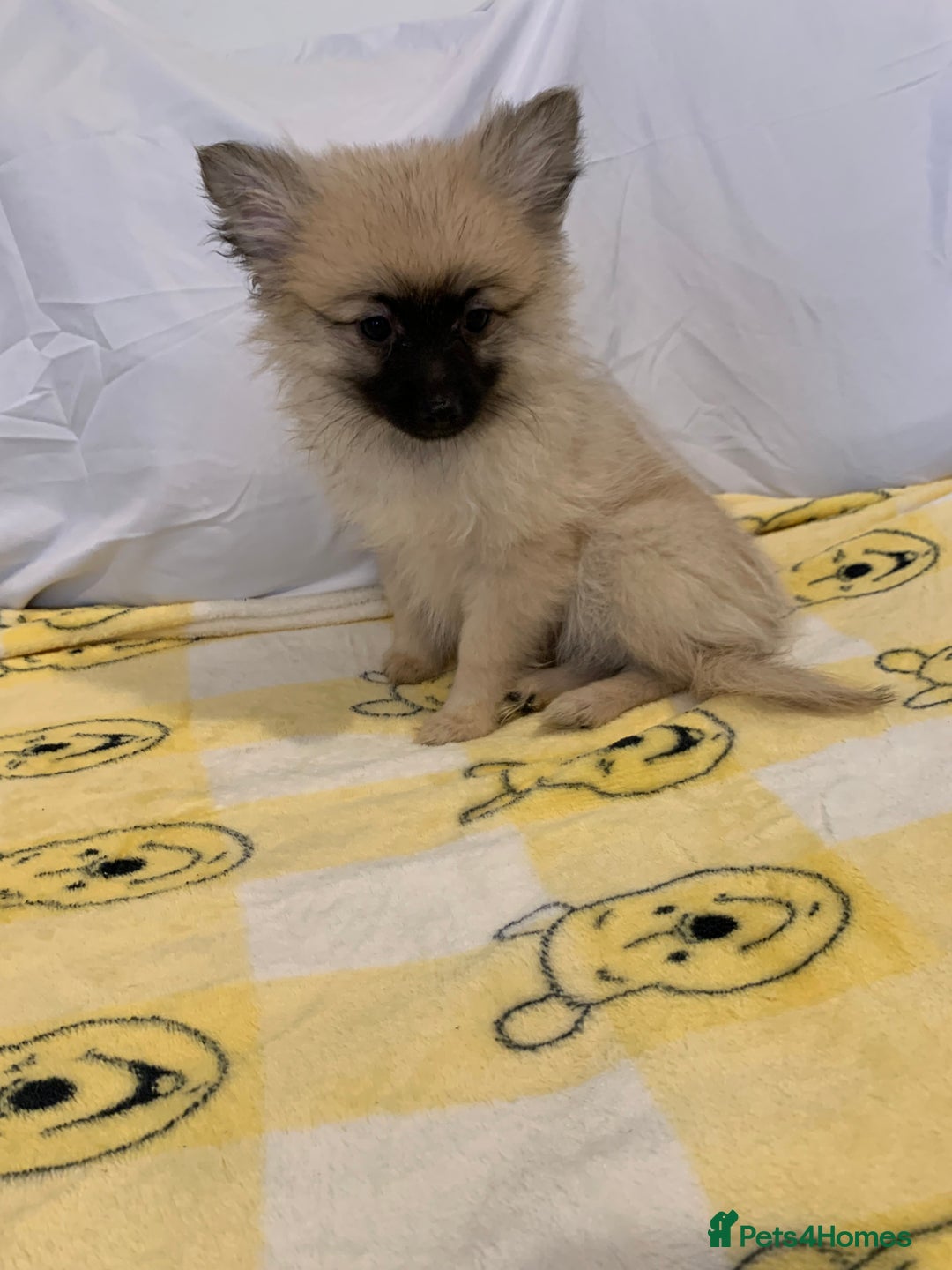 Pomeranian dogs for sale: Pomeranian  - Image 4