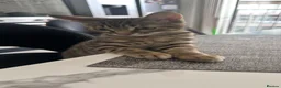 Bengal cats for sale: Bangal cat in London - Advert 11