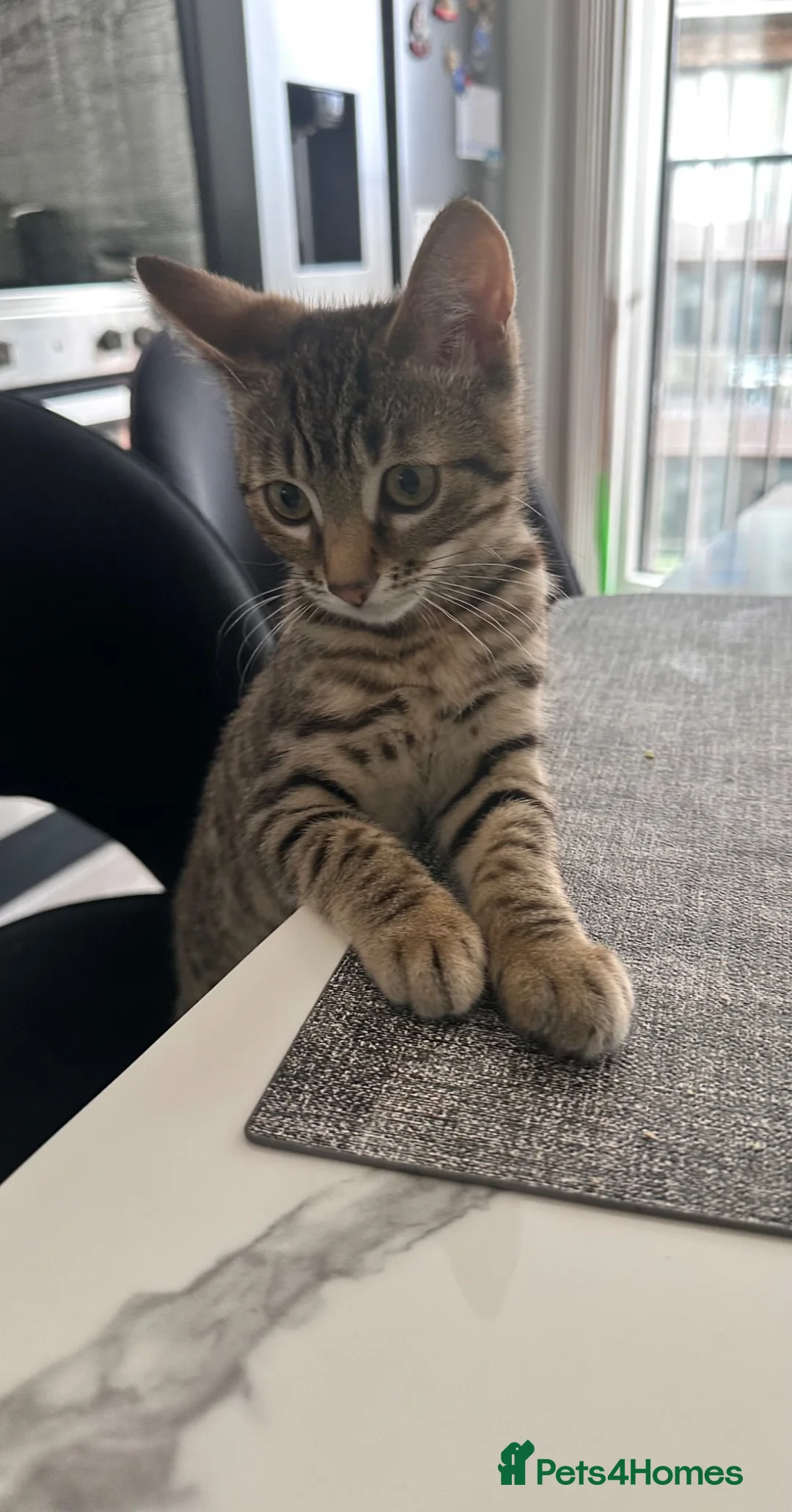 Bengal cats for sale: Bangal cat in London - Advert 11