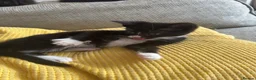 Mixed Breed cats for sale: Black and white kittens  in Burton-on-Trent - Advert 2