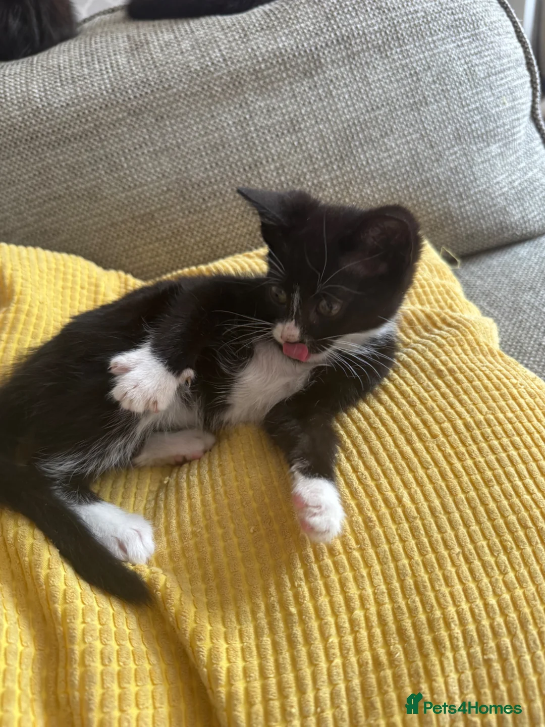Mixed Breed cats for sale: Black and white kittens  in Burton-on-Trent - Advert 2