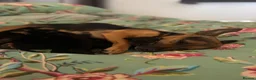 Jackshund dogs for sale: Miniature Jackshund Puppies  in Chippenham - Advert 7