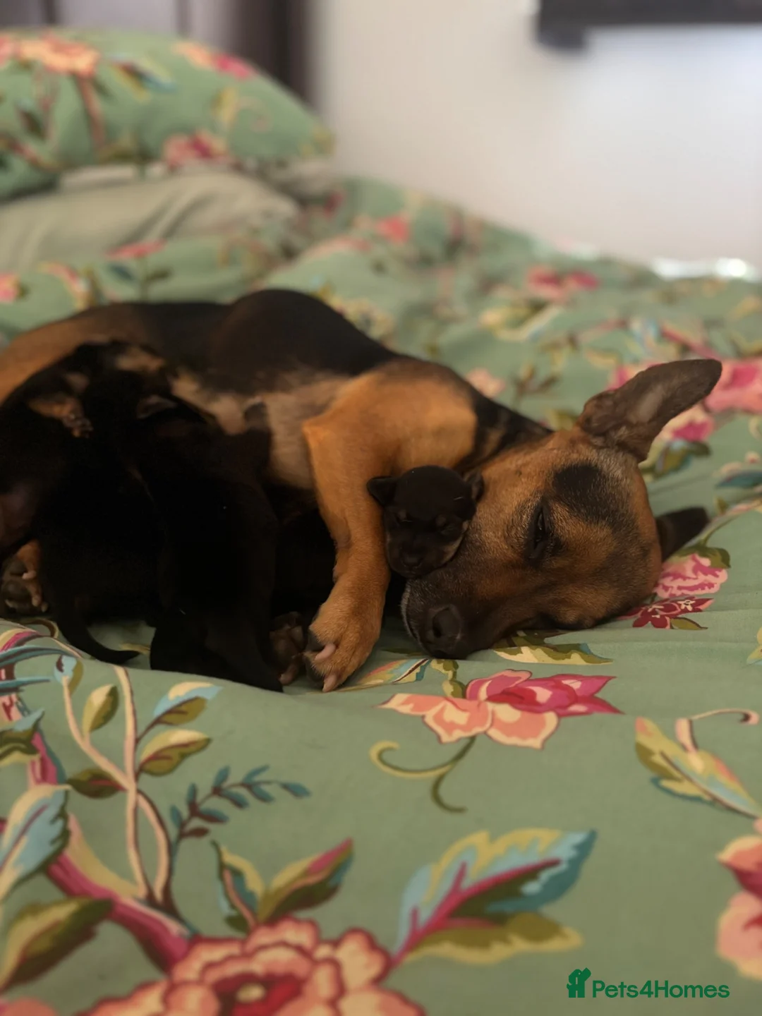 Jackshund dogs for sale: Miniature Jackshund Puppies  in Chippenham - Advert 7