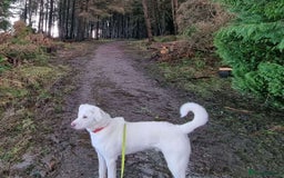 Mixed Breed dogs for adoption: DOUGIE - looking for an active guardian. - Image 9