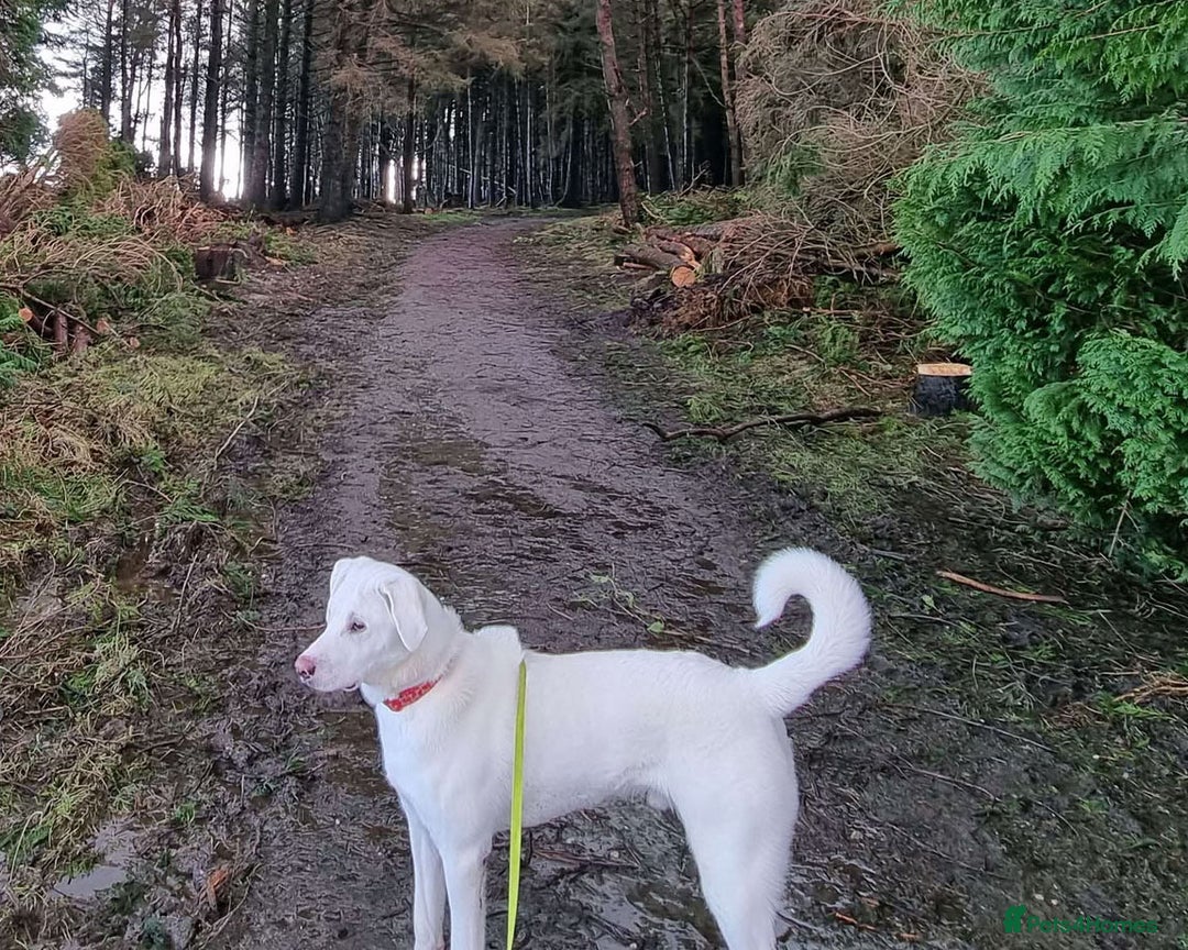 Mixed Breed dogs for adoption: DOUGIE - looking for an active guardian. - Image 9