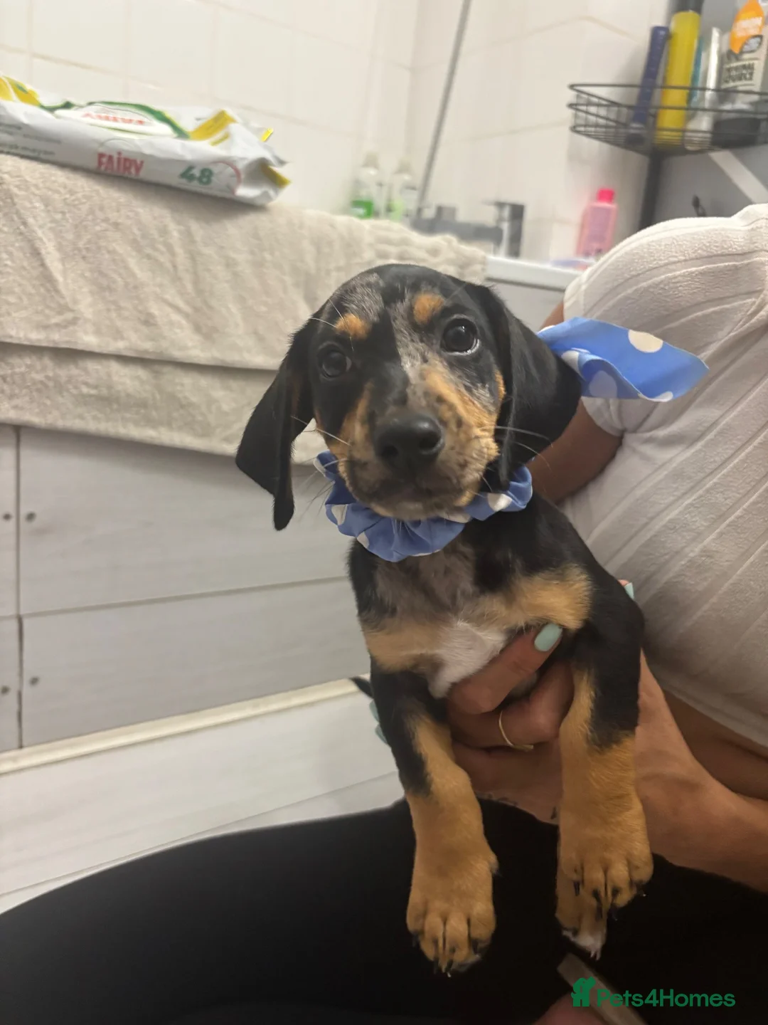 Mixed Breed dogs for sale: 2 beautiful little boys  - Advert 2