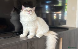 Ragdoll cats for sale: TICA DNA tested 5 Gen Pedigree  - Image 18