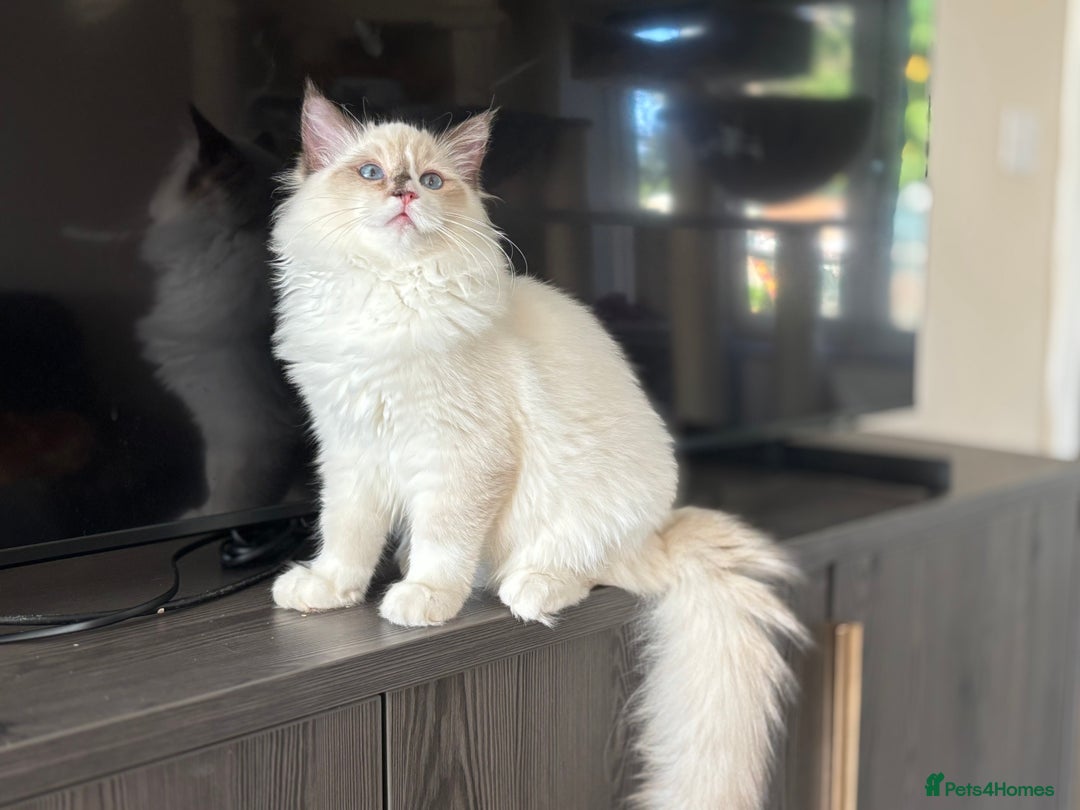 Ragdoll cats for sale: TICA DNA tested 5 Gen Pedigree  - Image 18