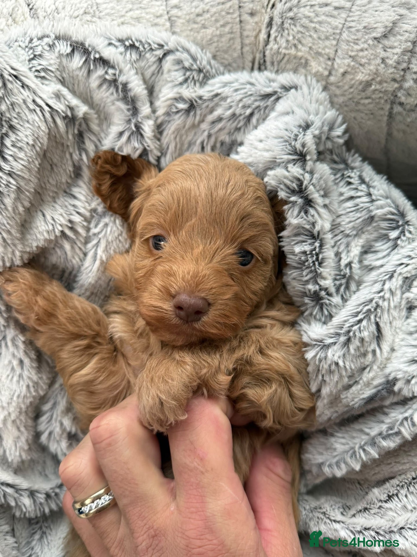 Cavapoo dogs Beautiful Male Cavapoo Puppies – £1,500 🐾 - Advert 3