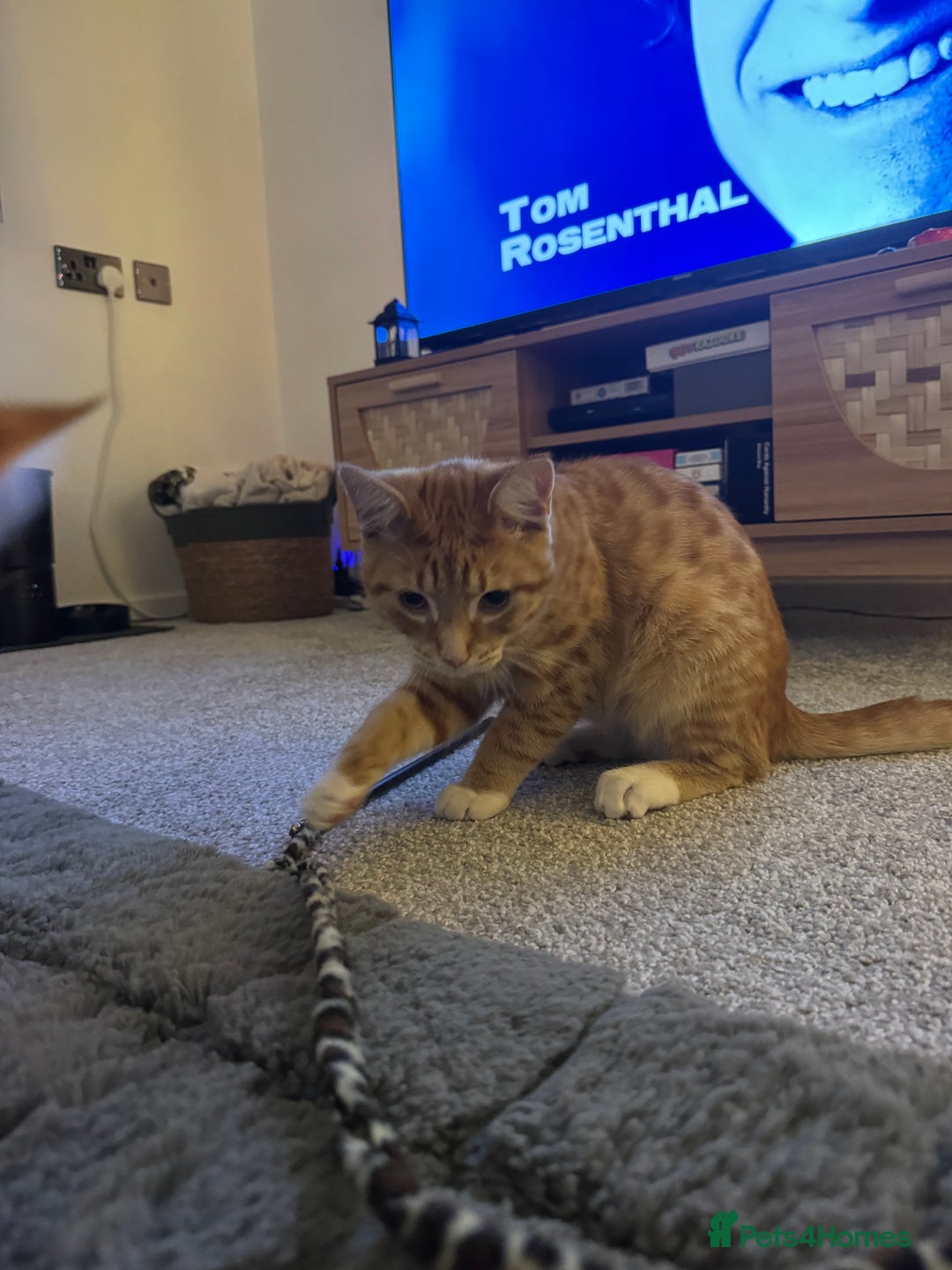 Domestic Shorthair cats for sale: Two boys available  - Advert 4