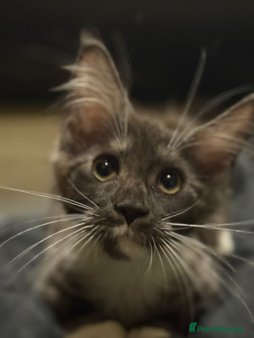 Maine Coon cats for sale: TICA registered kittens - Advert 20