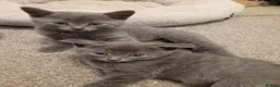 Russian Blue cats for sale: Pair of Beautiful Russian Blue Kittens - Advert 6