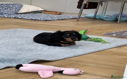 Dachshund dogs for sale: KC Registered Quality Mini Dachshunds long hair  - Image 37