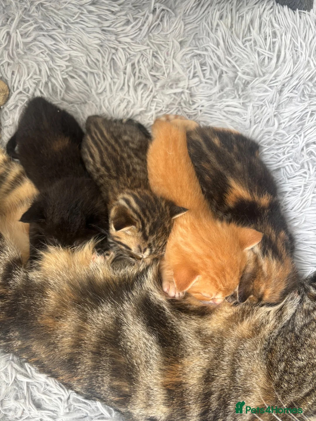 Mixed Breed cats for sale: Kittens  - Advert 2
