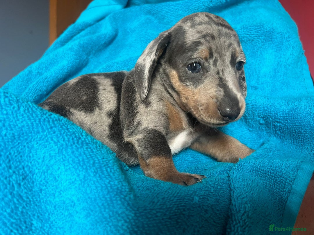 Miniature Dachshund dogs for sale: 4 male miniature Dachshund puppies for sale  - Image 3