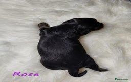 Miniature Dachshund dogs for sale: KC Health tested Licensed breeder 12 years exp - Image 31