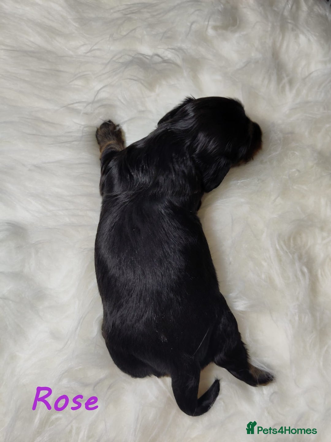 Miniature Dachshund dogs for sale: KC Health tested Licensed breeder 12 years exp - Image 31