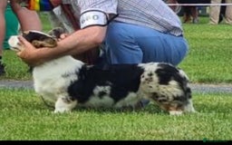 Welsh Corgi Cardigan dogs for sale: Show Quality KC Pedigree Corgi Cardigan Puppies  - Image 16