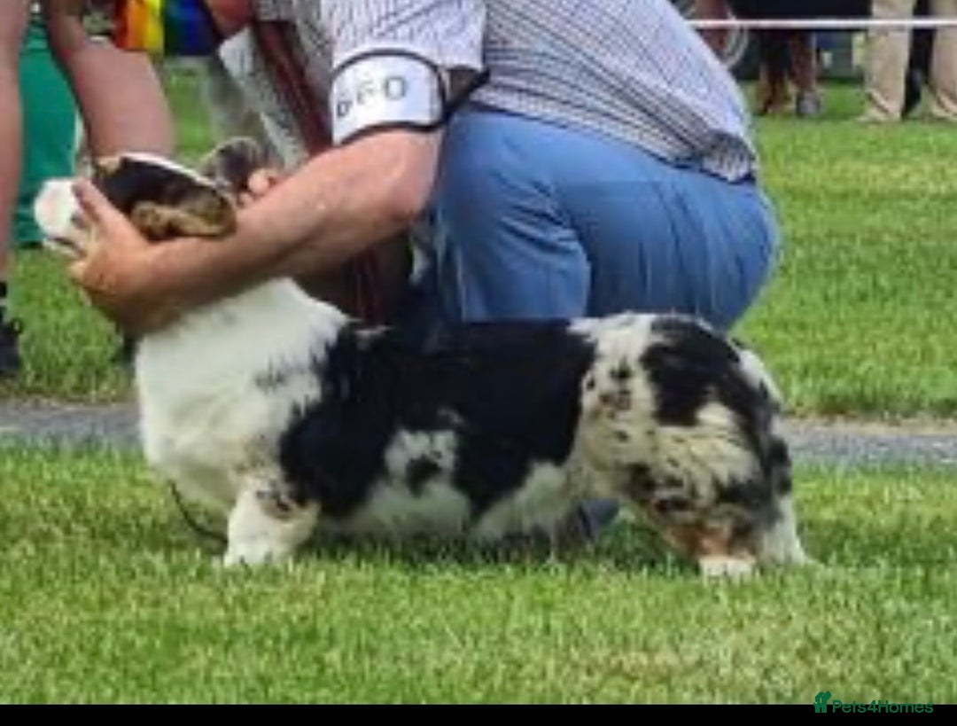 Welsh Corgi Cardigan dogs for sale: Show Quality KC Pedigree Corgi Cardigan Puppies  - Image 16