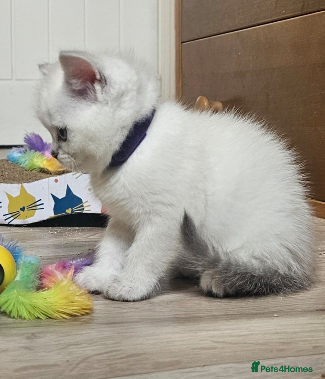British Shorthair cats for sale: British Shorthair Kittens. Stunning 🩶 Silver - Image 12