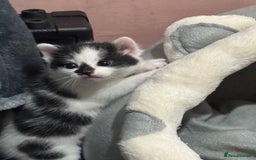 Mixed Breed cats for sale: 3 beautiful kittens looking for new home - Image 25