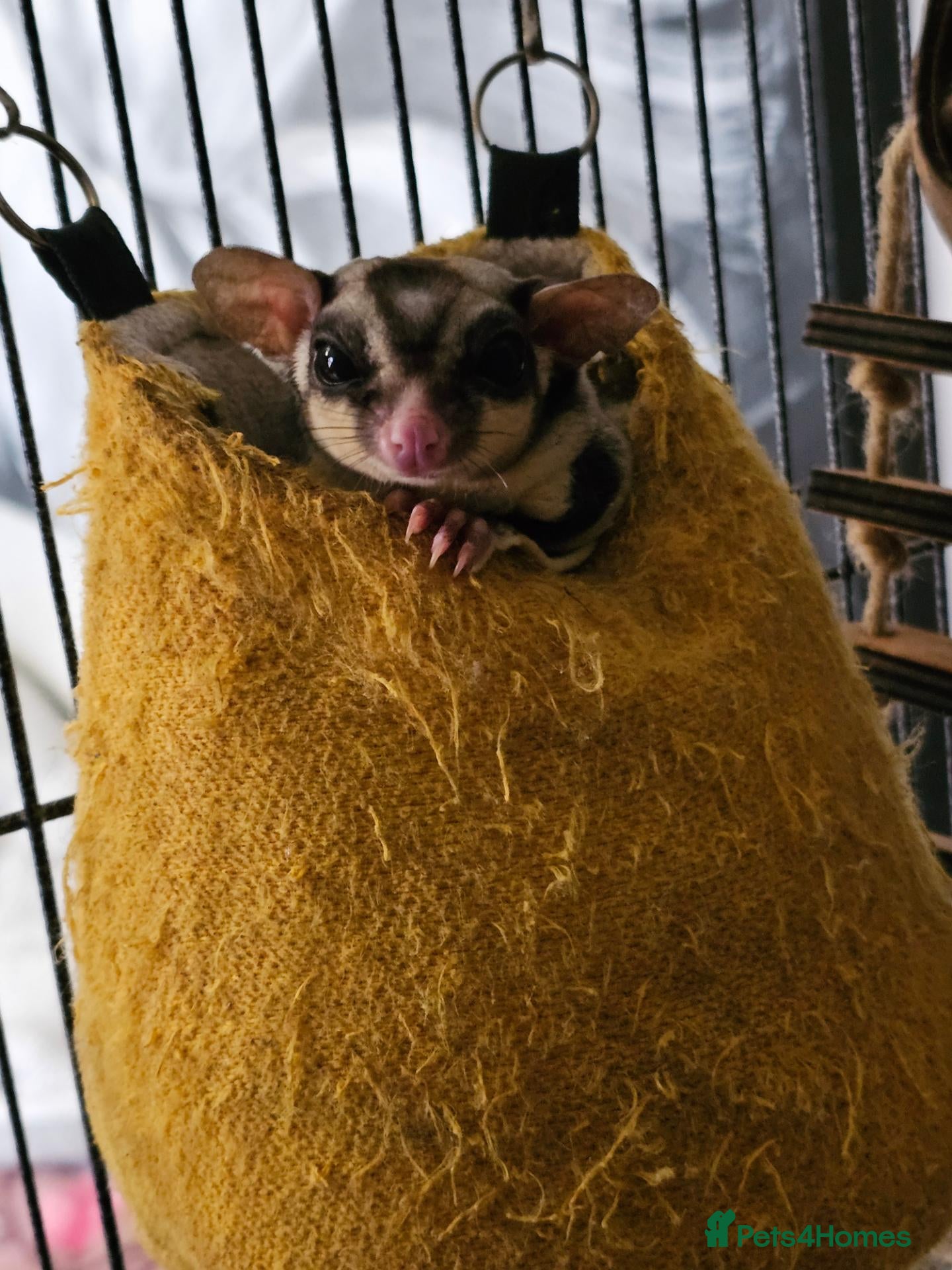 Sugar Glider rodents for sale: 2 bonded male sugar gliders. - Advert 1