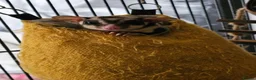 Sugar Glider rodents for sale: 2 bonded male sugar gliders. - Advert 1