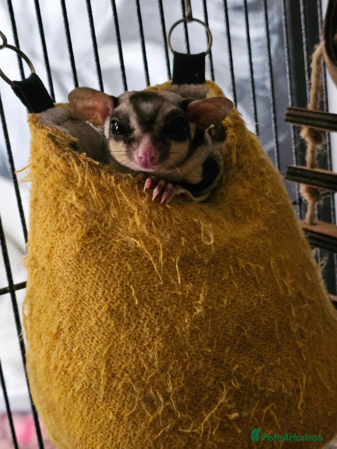 Sugar Glider rodents for sale: 2 bonded male sugar gliders. - Advert 1