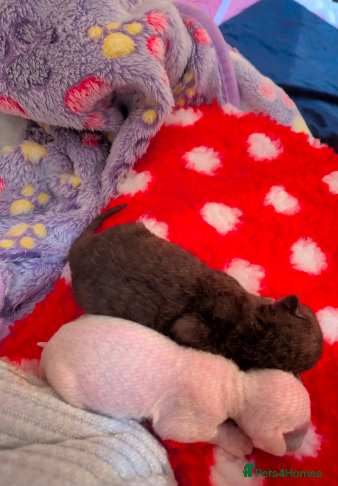 Devon Rex cats for sale: Two of the most beautiful Devon rex kittens  - Advert 3