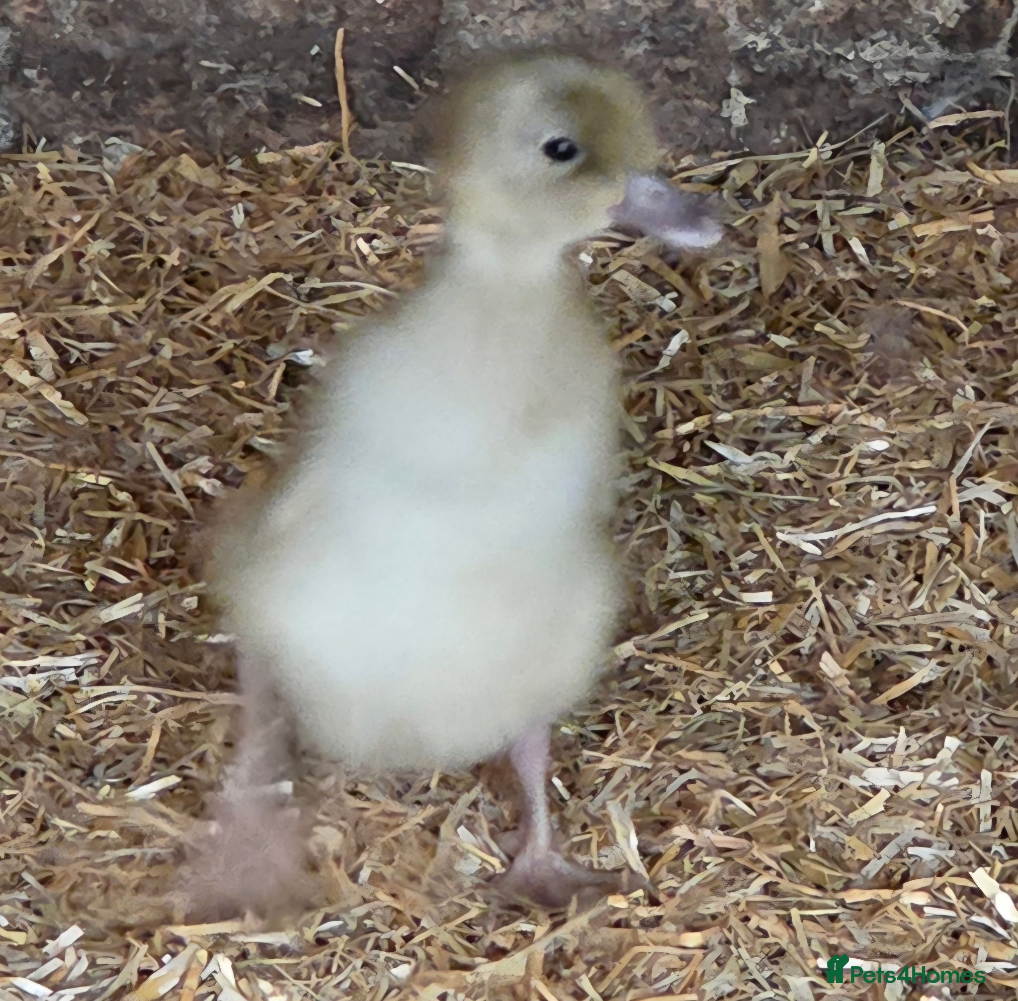 Ducks poultry Pure breed SILVER RUNNER Ducklings - Advert 10