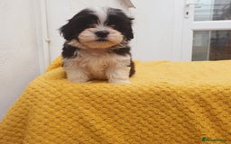 Maltese dogs for sale: Maltese - Image 16