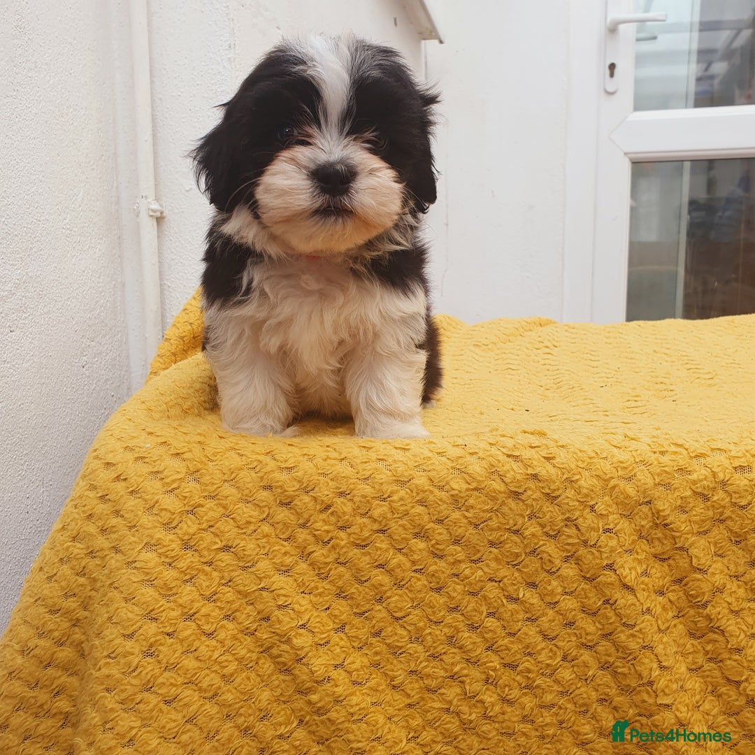 Maltese dogs for sale: Maltese - Image 16
