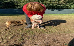 Bichon Frise dogs for adoption: OSCAR - an oldish but lovely boy for a Loving Home - Image 13