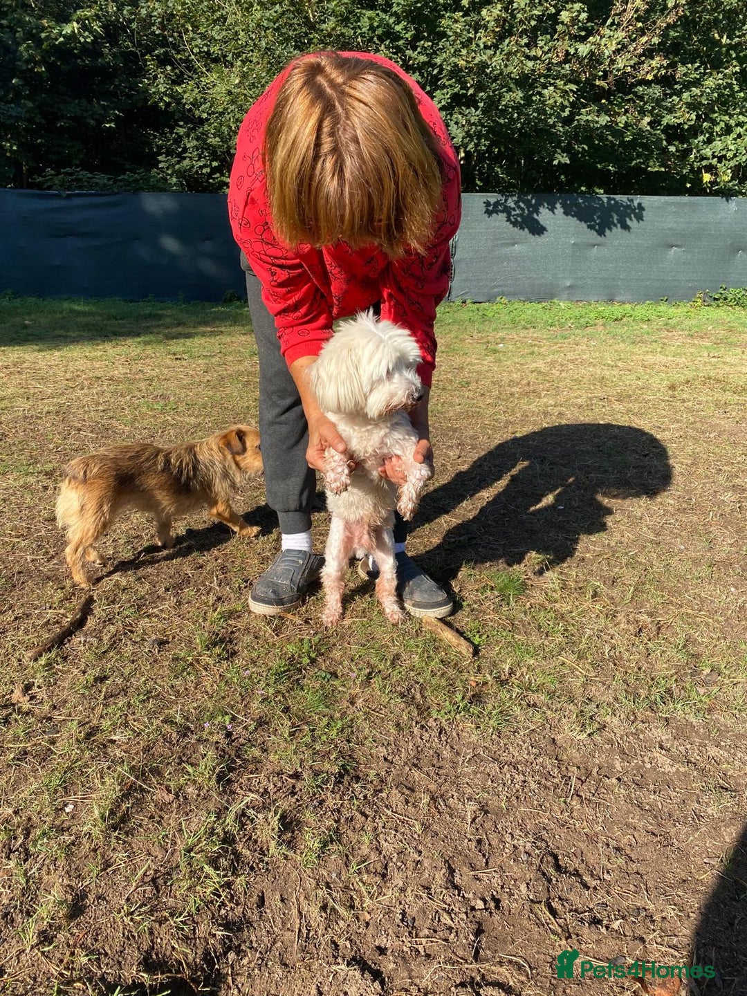 Bichon Frise dogs for adoption: OSCAR - an oldish but lovely boy for a Loving Home - Image 13