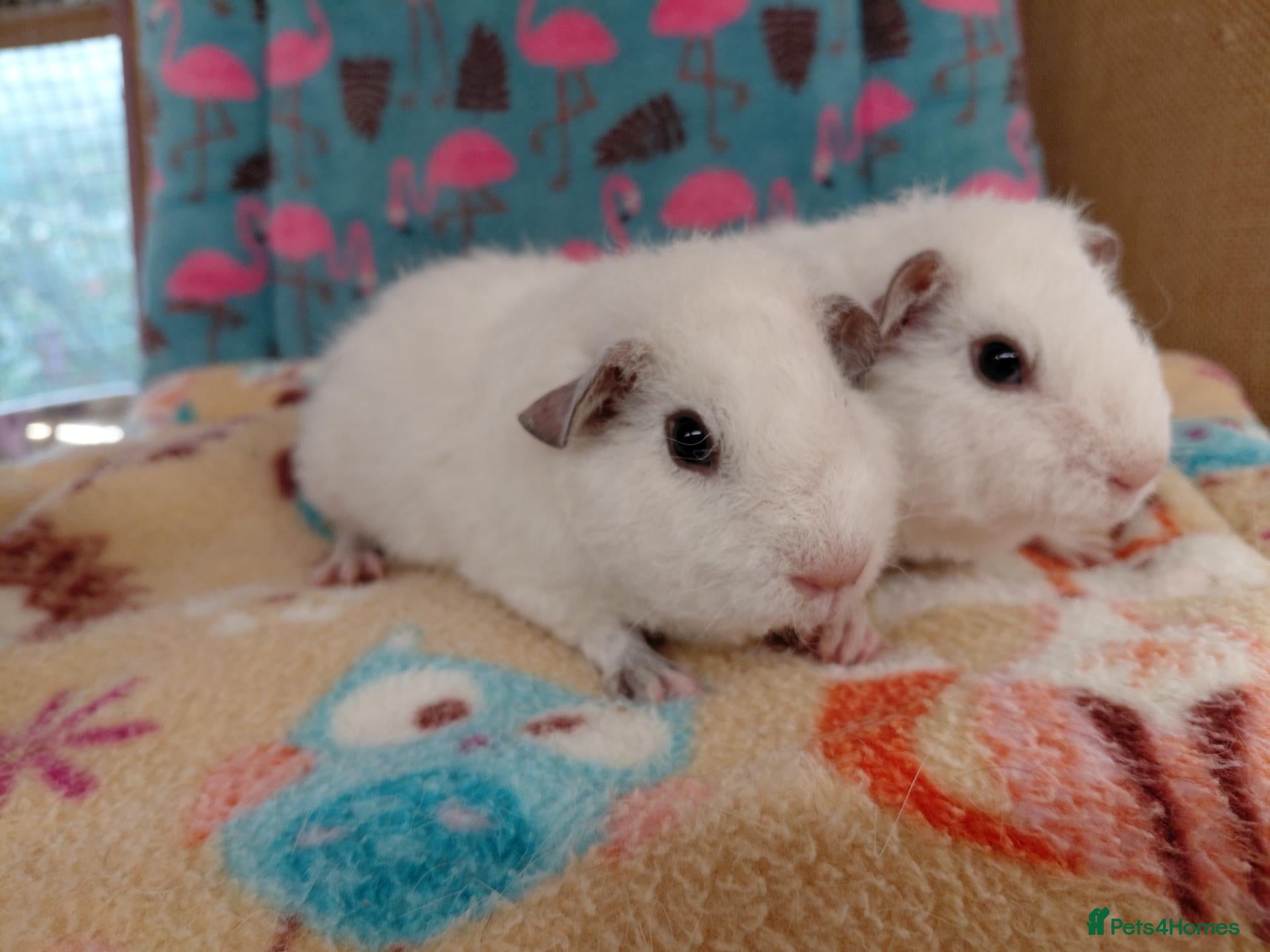 Guinea Pig rodents Baby Boars in longhaired breeds & teddies  - Advert 14