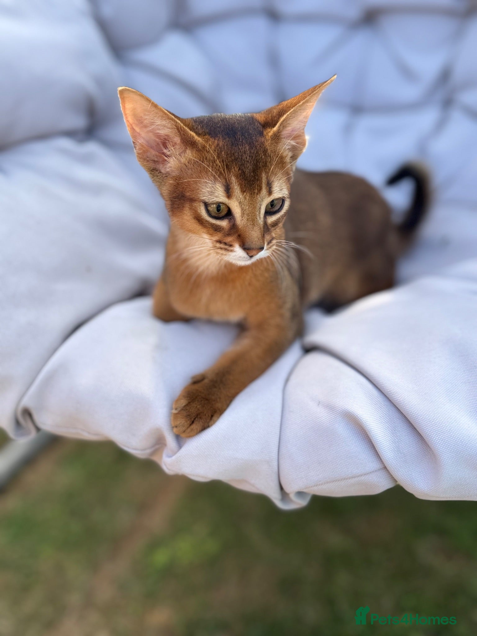 Abyssinian cats Last 2 boys ready to go!!! - Advert 2