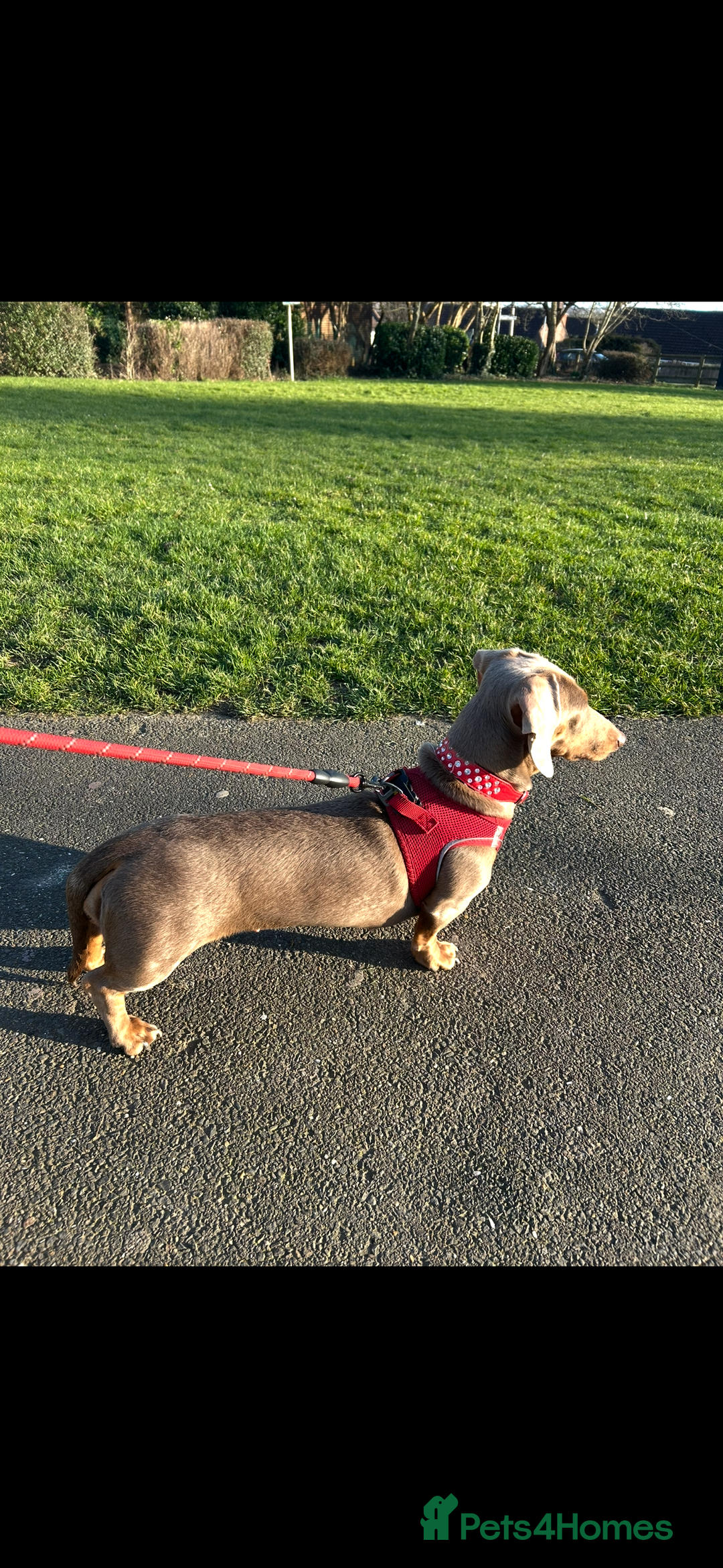 Dachshund dogs for sale: Beautiful litter of dachshund puppies  - Image 6