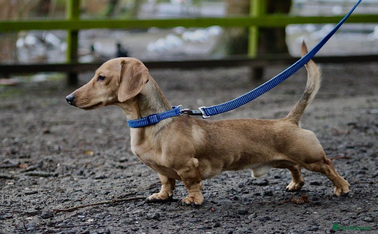Miniature Dachshund dogs - Advert 1