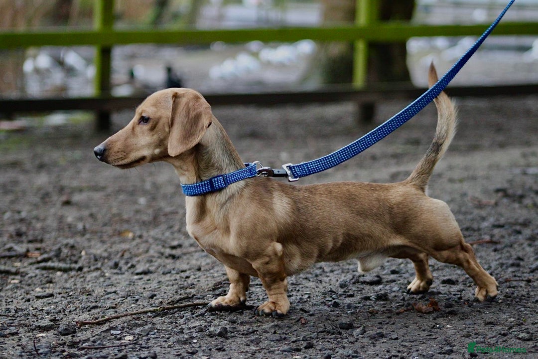 Miniature Dachshund dogs for stud: Miniature Dachshund Stud  - Image 1