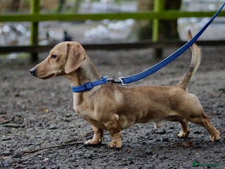 Miniature Dachshund dogs - Advert 19