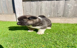 Akita dogs for sale: American Akita Puppys for sale  - Image 21