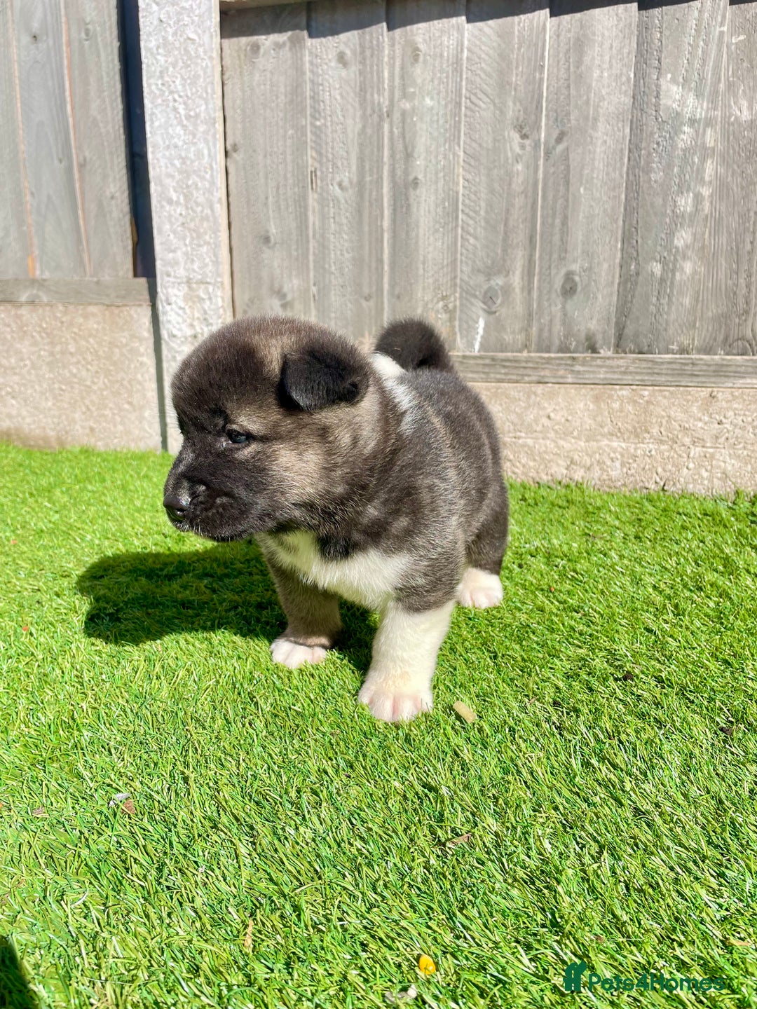 Akita dogs for sale: American Akita Puppys for sale  - Image 21
